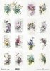 wiosenne kwiaty, niezapominajki, frezja, krokus, czosnek, kwiaty jabłoni, wiśni, tulipan, storczyk, rumianek, lewkonia, chaber, koniczyna, clematis*spring flowers, forget-me-nots, freesia, crocus, garlic, apple blossom, cherry blossom, tulip, orchid, camo